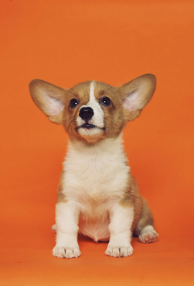 New Pet Parent in India? Here's What You Actually Need (And What to Skip)