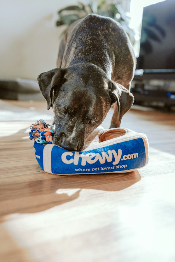 Healthy, well-hydrated dog looking up at the camera
