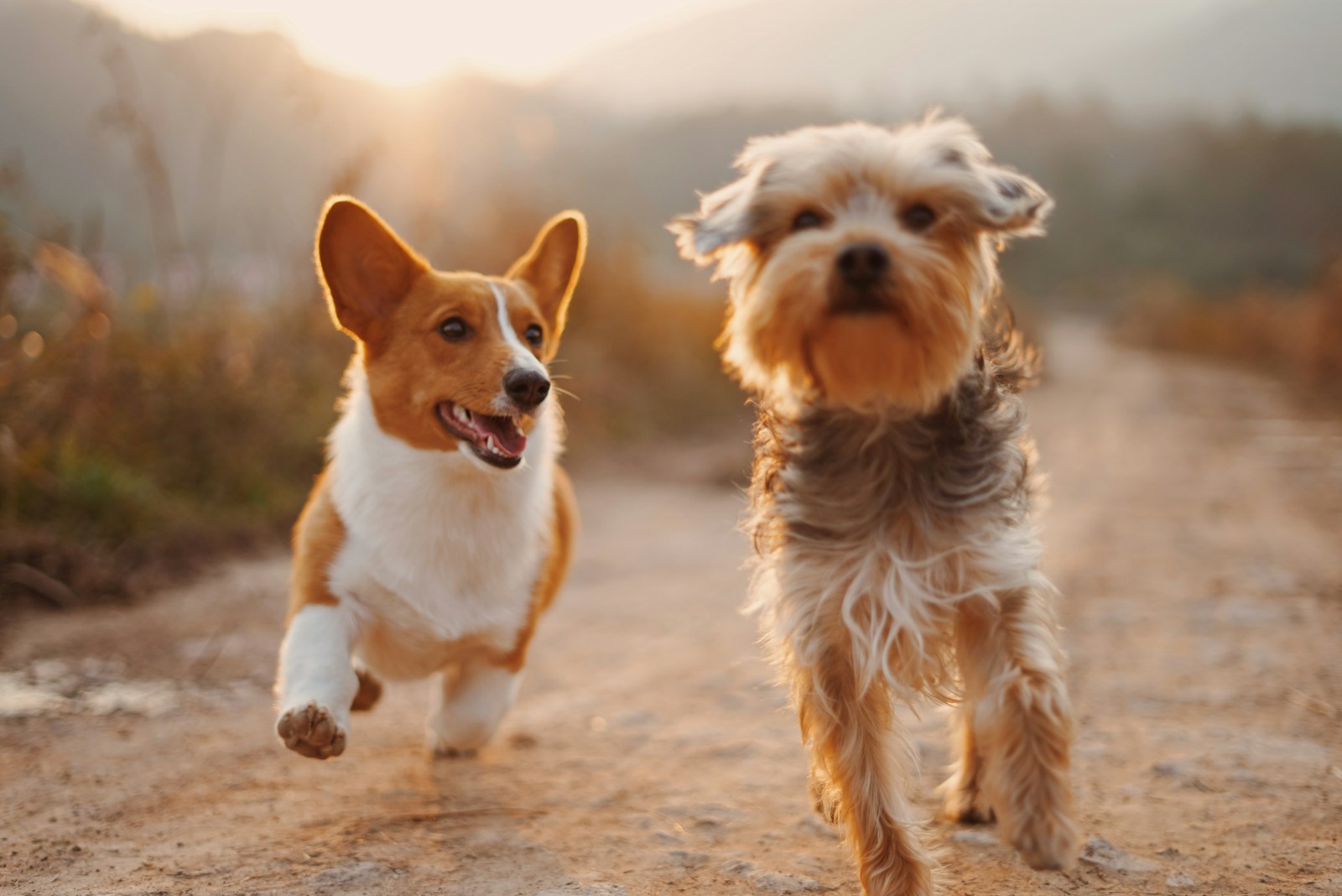 Pets and their people, the Pawse pack